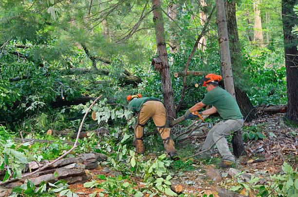 Best Tree Removal Contractors  in Clever, MO